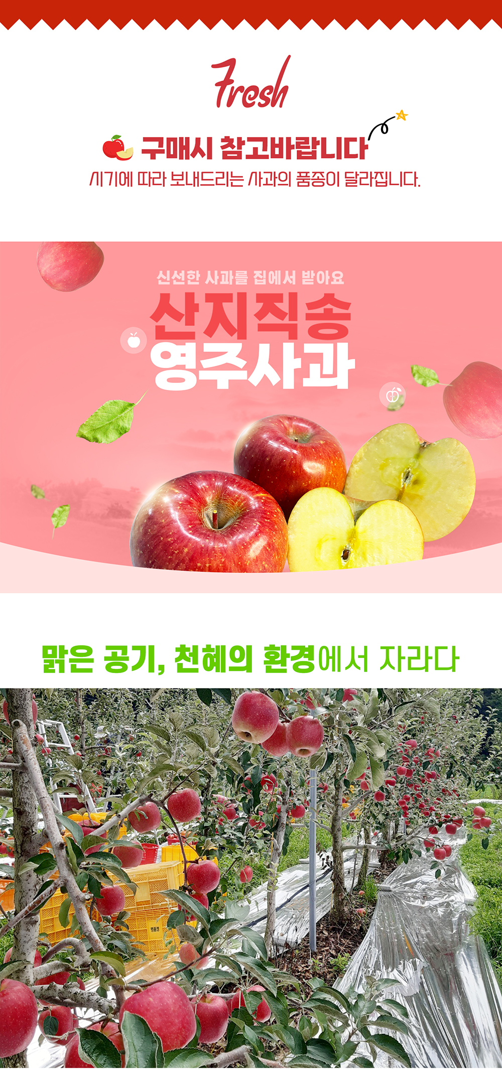 소백산 김기복 영주 사과 특13-14과(5kg)