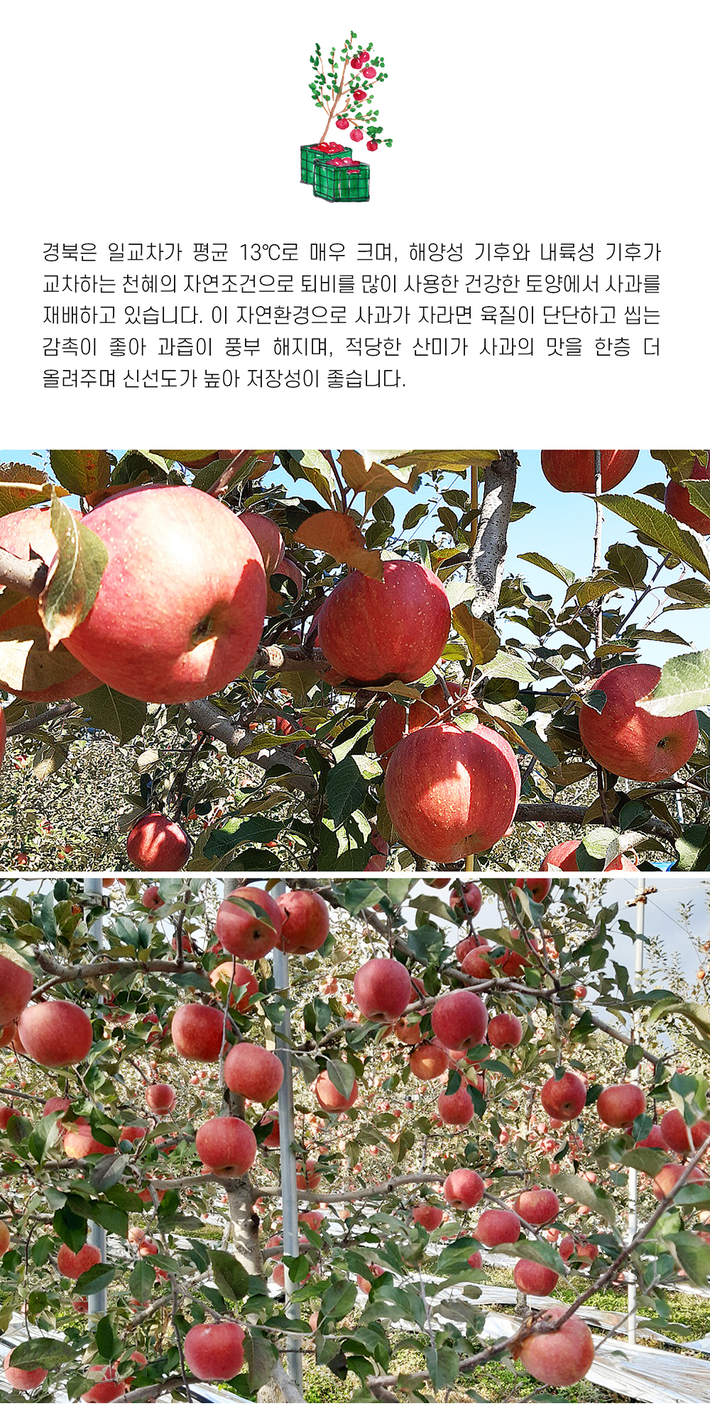 소백산 김기복 영주 사과 특13-14과(5kg)