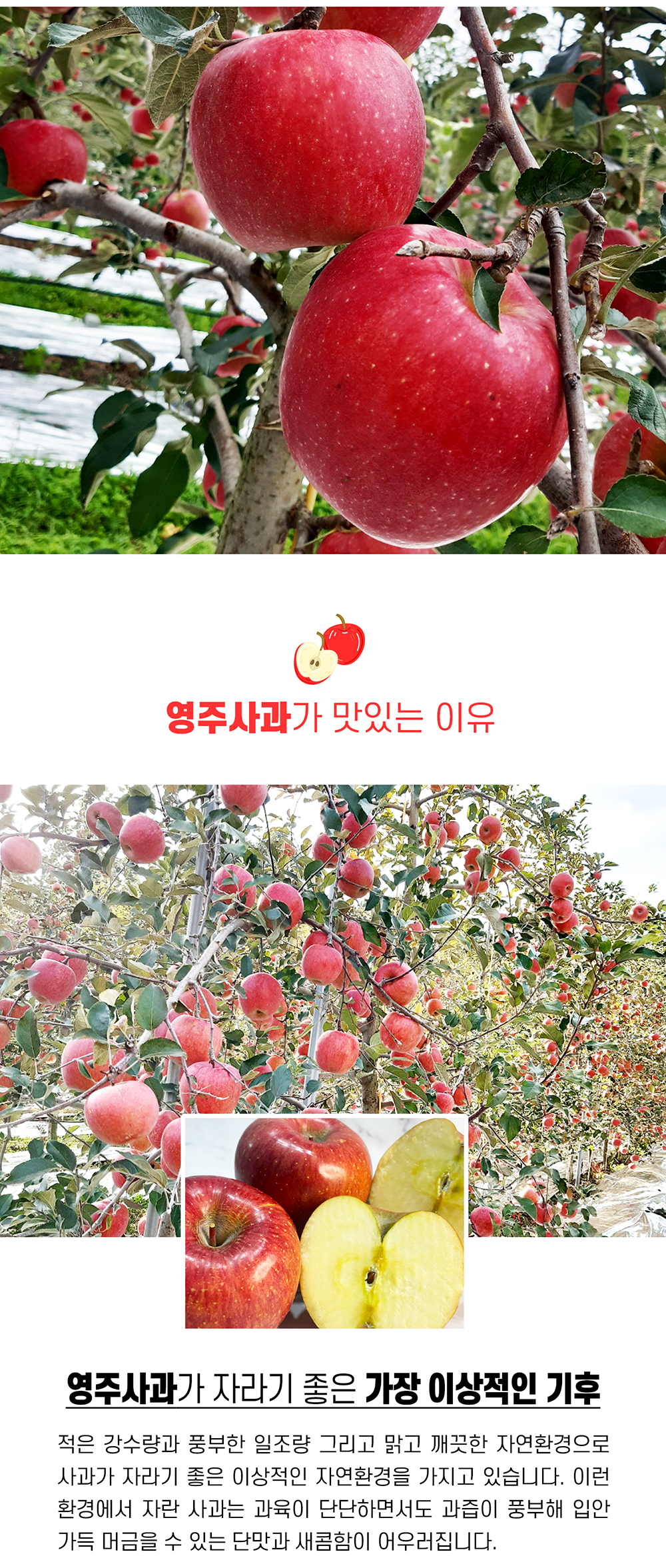 소백산 김기복 영주 사과 특13-14과(5kg)