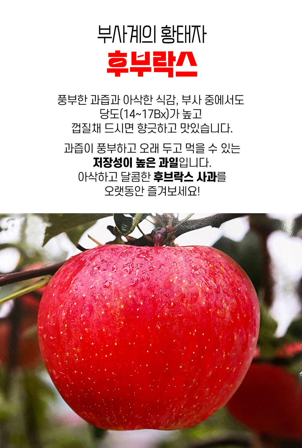 소백산 김기복 영주 사과 특13-14과(5kg)